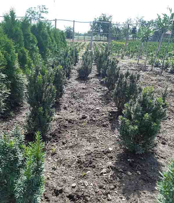 taxus bacata